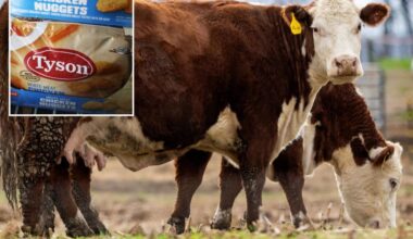 Tyson Foods shares sink as meatpacker warns of 'challenging market conditions' for beef