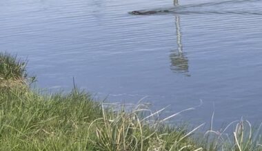 Otter oder doch Bisamratte?