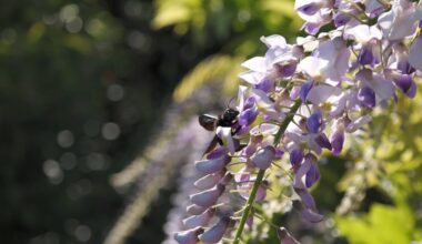 Große Holzbiene auf Nahrungssuche
