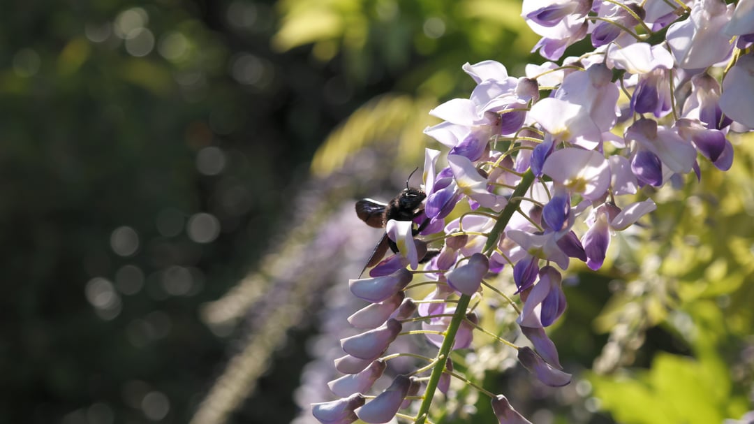 Große Holzbiene auf Nahrungssuche