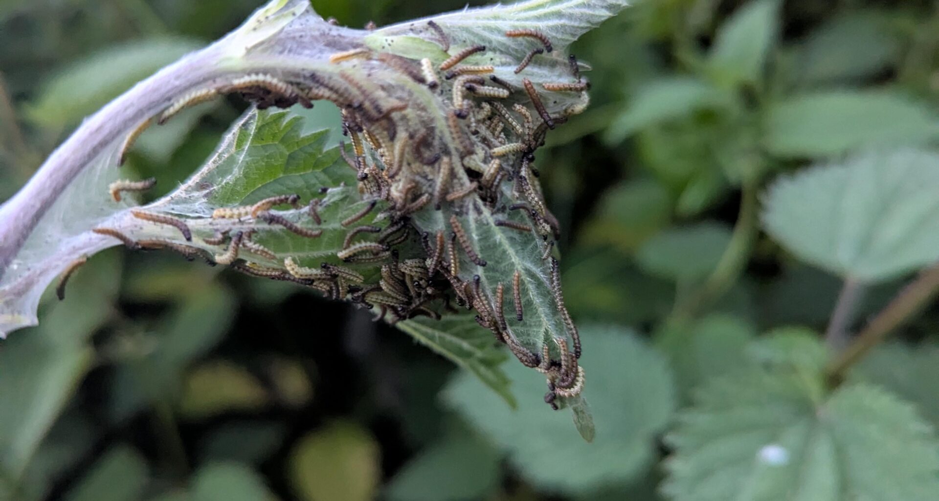 Sind das Tagpfauenaugen-Raupen?