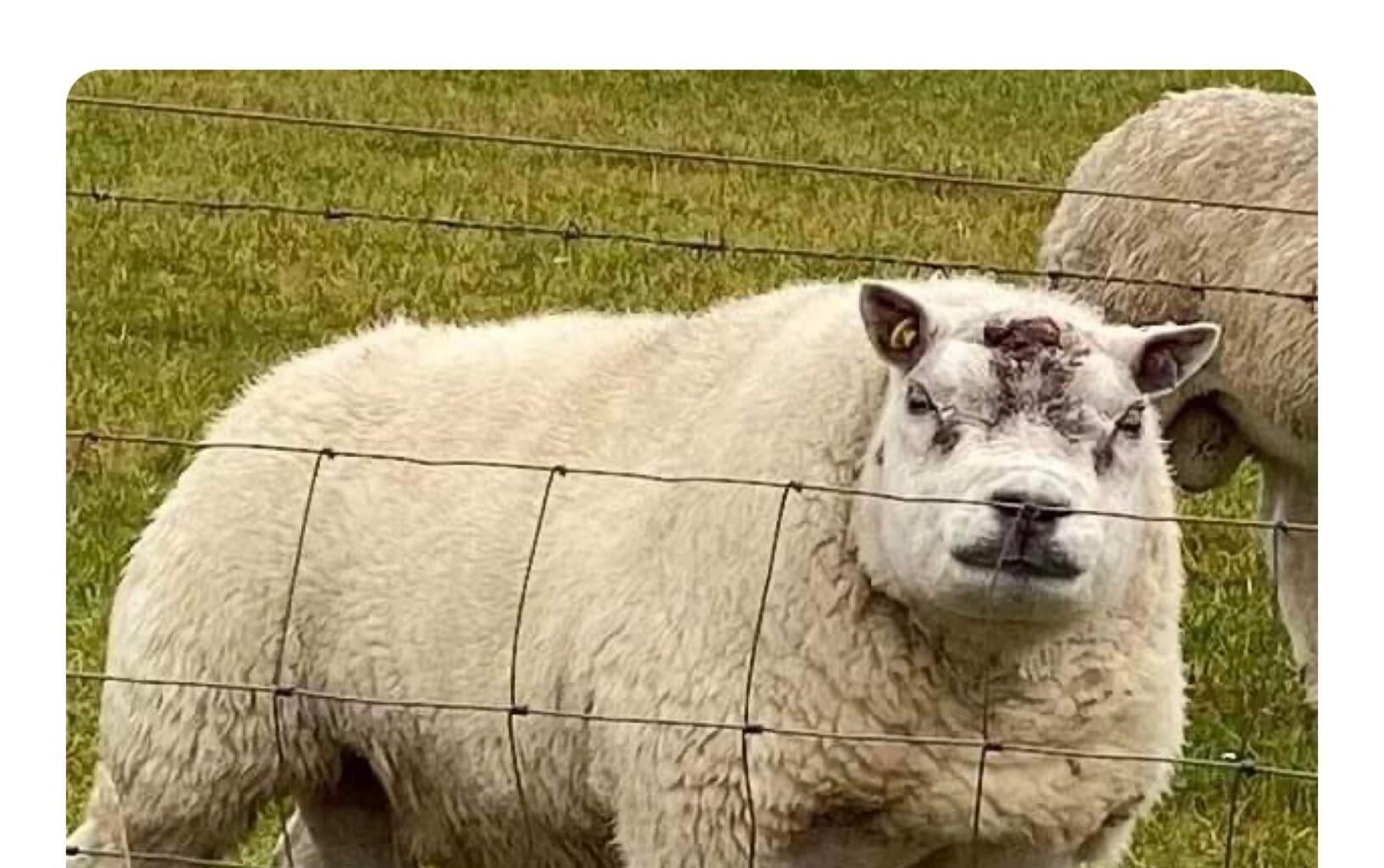 XL Woolly
