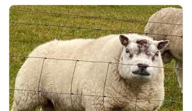 XL Woolly