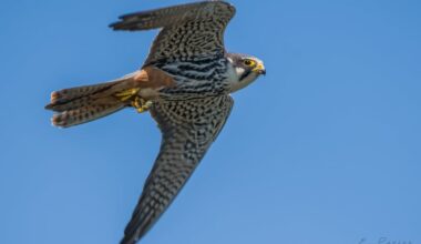 I was out with my camera yesterday when all of a sudden a flight of Hobbys descended and a feeding frenzy ensued. Hobbys are a small incredibly agile falcon that catch their prey in the air. In this case they were feeding on dragonfly but they are know to catch swallow and swifts too.