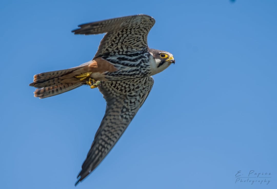 I was out with my camera yesterday when all of a sudden a flight of Hobbys descended and a feeding frenzy ensued. Hobbys are a small incredibly agile falcon that catch their prey in the air. In this case they were feeding on dragonfly but they are know to catch swallow and swifts too.