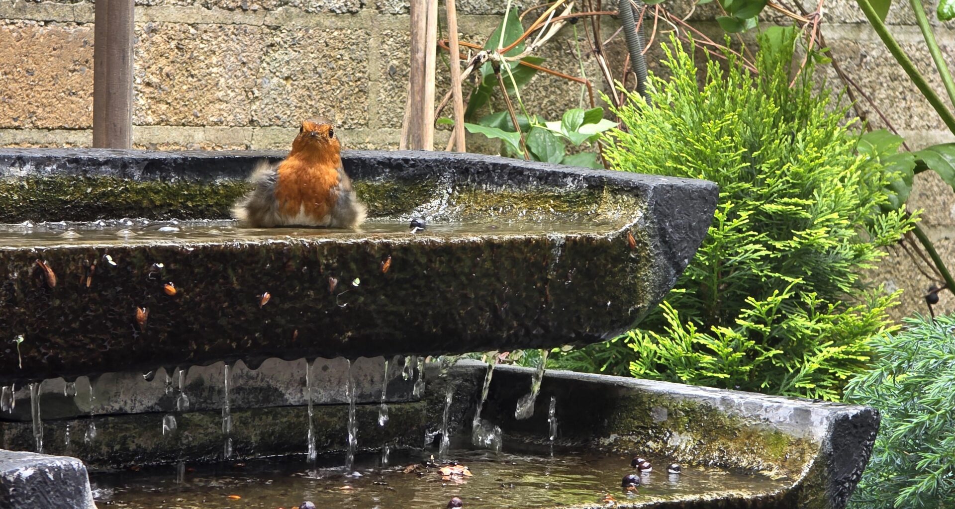 Just a robin having a bath at work