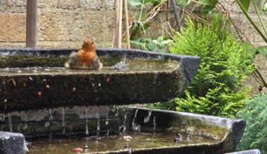 Just a robin having a bath at work