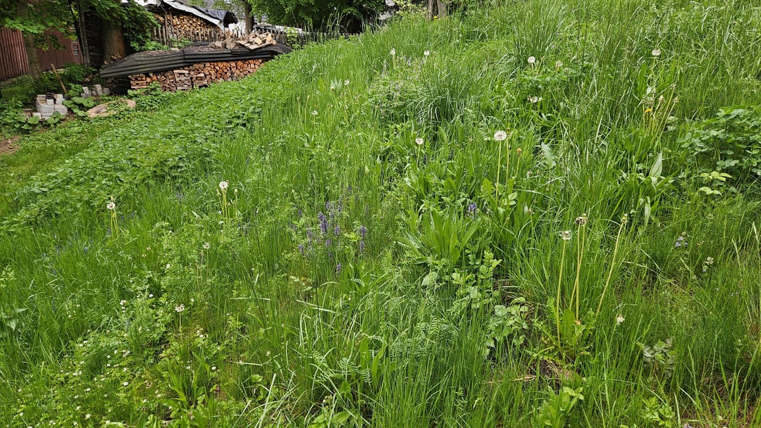 Ich hab jahrelang versucht diesen Hang zu kultivieren, wir lassen nun die Wildwiese zu.
