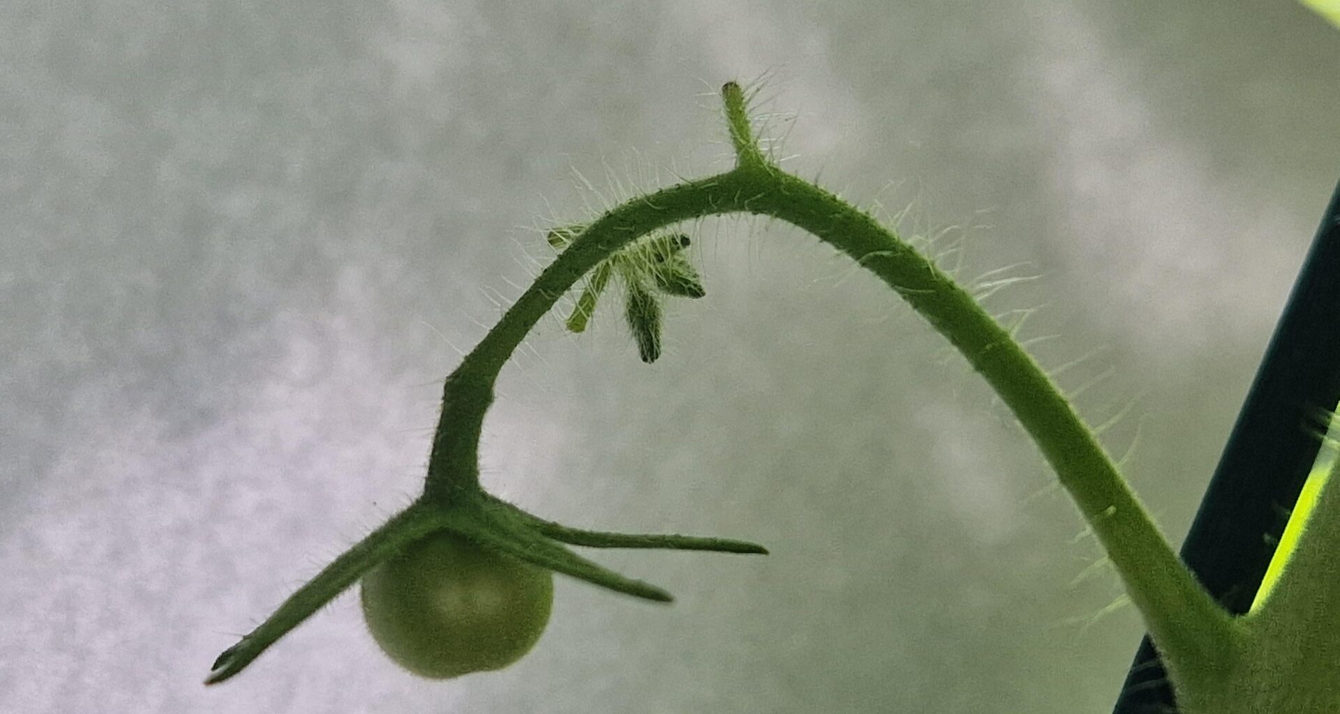 Beneidet meine erste Tomate der Saison (in the making)