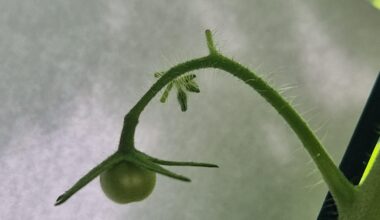 Beneidet meine erste Tomate der Saison (in the making)