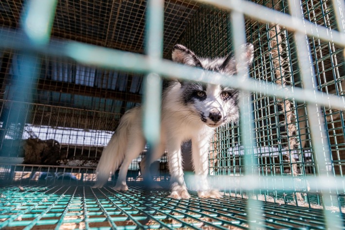 Une avancée historique avec un potentiel d’amélioration: la Suisse interdit l’importation de fourrures provenant d’animaux ayant subi de mauvais traitements