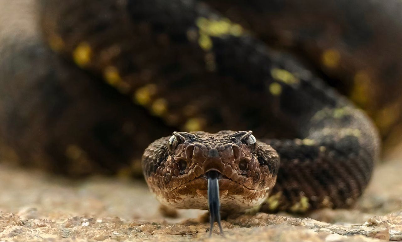 A rattlesnake stares down the camera