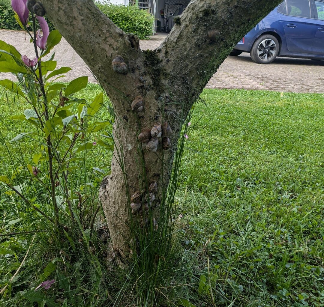 Schneckenparty auf der Magnolie
