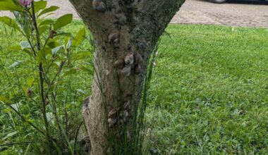 Schneckenparty auf der Magnolie