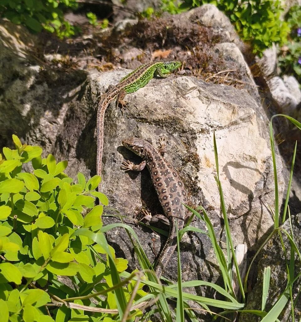 Zauneidechsen Zeit