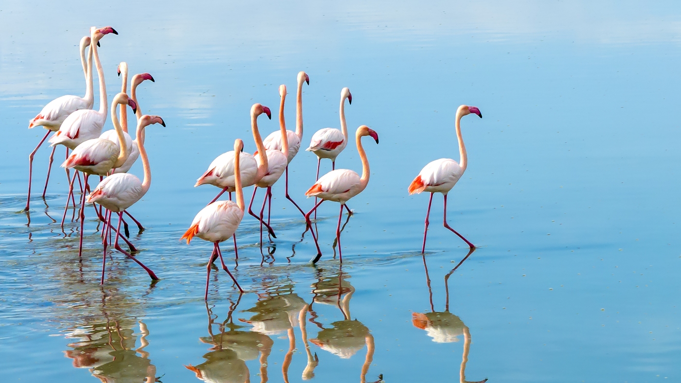 Scientists have figured out why flamingos are such weird eaters : NPR