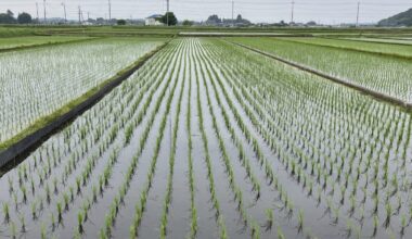 Emergency reserves, high prices, rationing. How did Japan's rice crisis get this far?