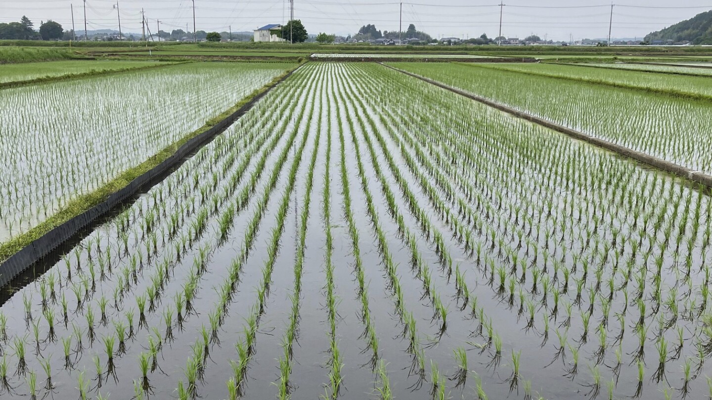 Emergency reserves, high prices, rationing. How did Japan's rice crisis get this far?