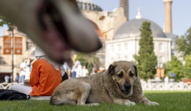 Turkey's top court upholds controversial law on culling of stray dogs