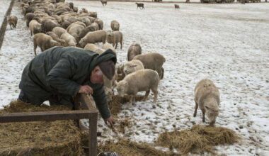 Yes, New Zealand still has more sheep than people. But humans are catching up – Butler Eagle