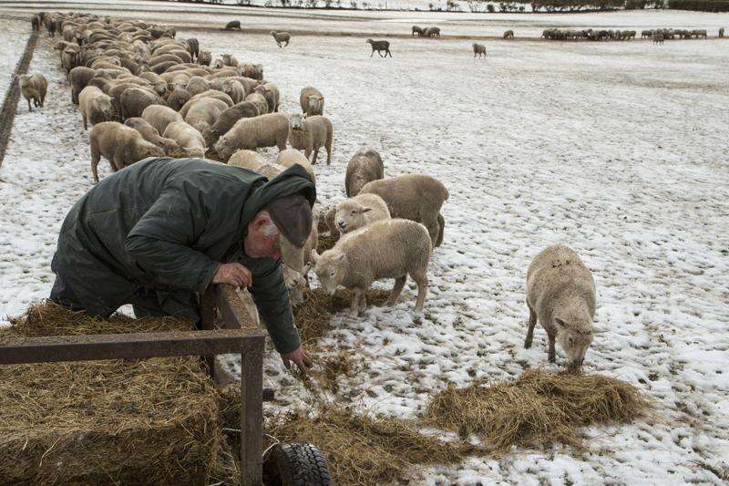 Yes, New Zealand still has more sheep than people. But humans are catching up – Butler Eagle