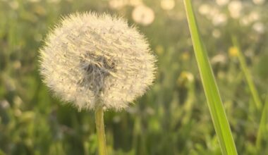 Löwenzahn bei Sonnenuntergang