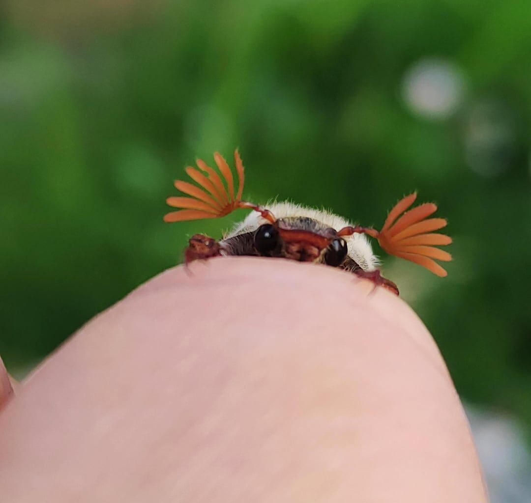 Schüchternes Süßgesicht