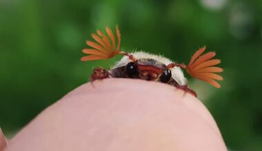 Schüchternes Süßgesicht