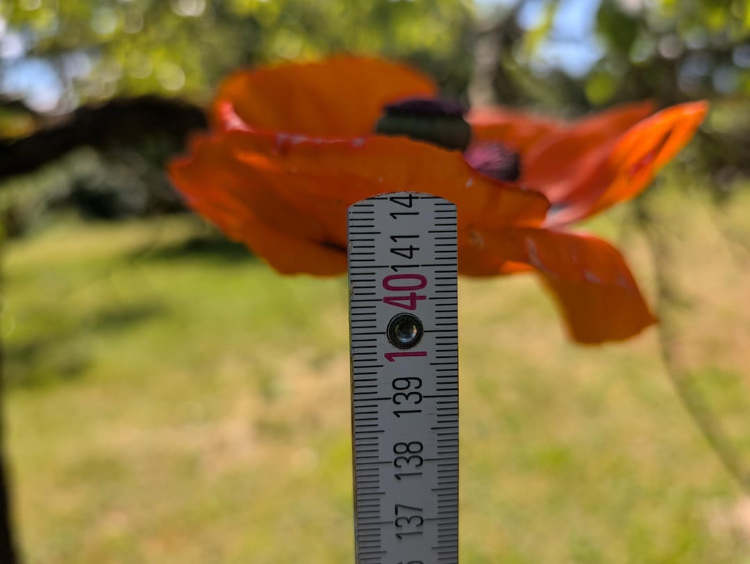 Was für eine riesige Mohnblume wächst bei uns im Garten?