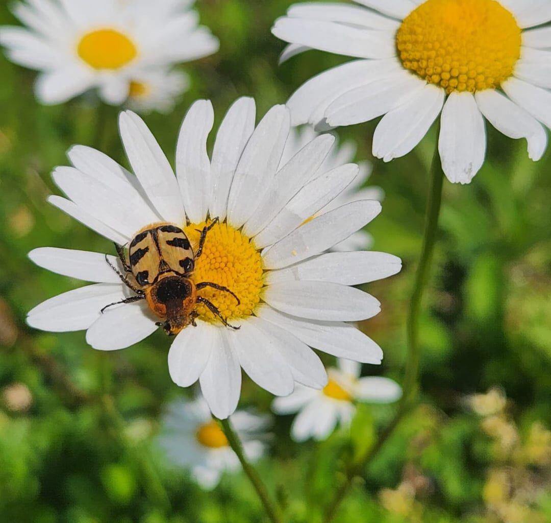 Noch nie gesehen: was ist das?