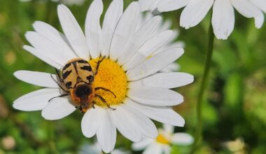 Noch nie gesehen: was ist das?