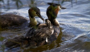 Neuer Versuch: Fütterzeit