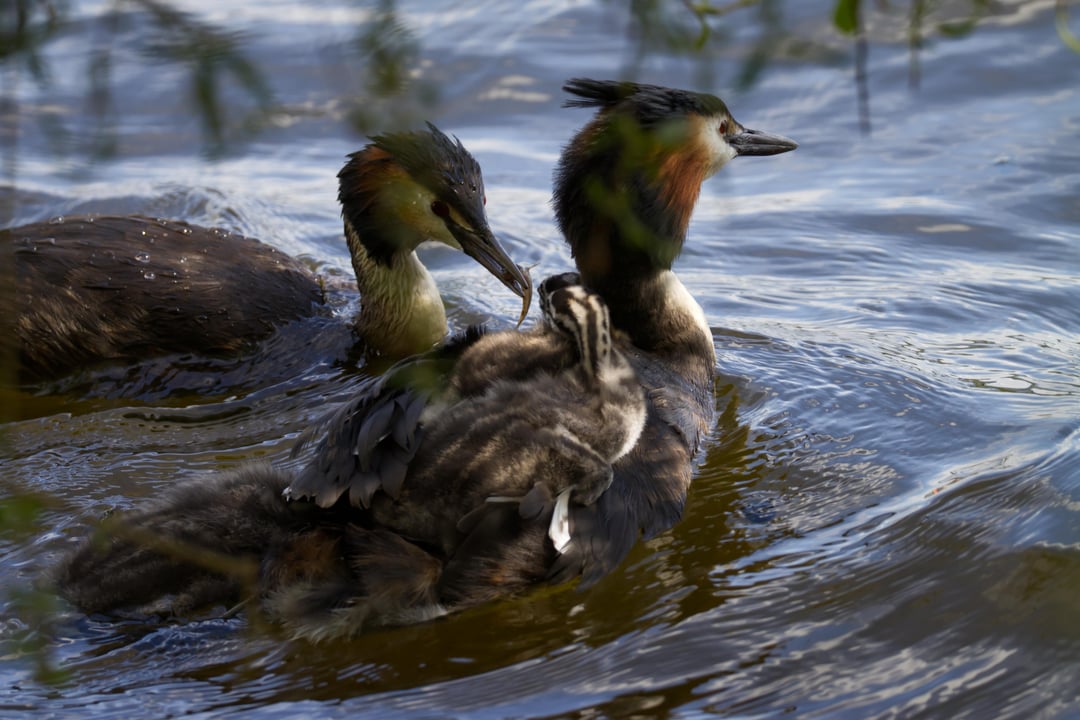 Neuer Versuch: Fütterzeit