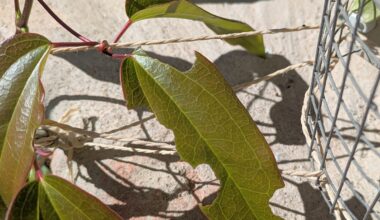 Wer frisst unsere Clematis?