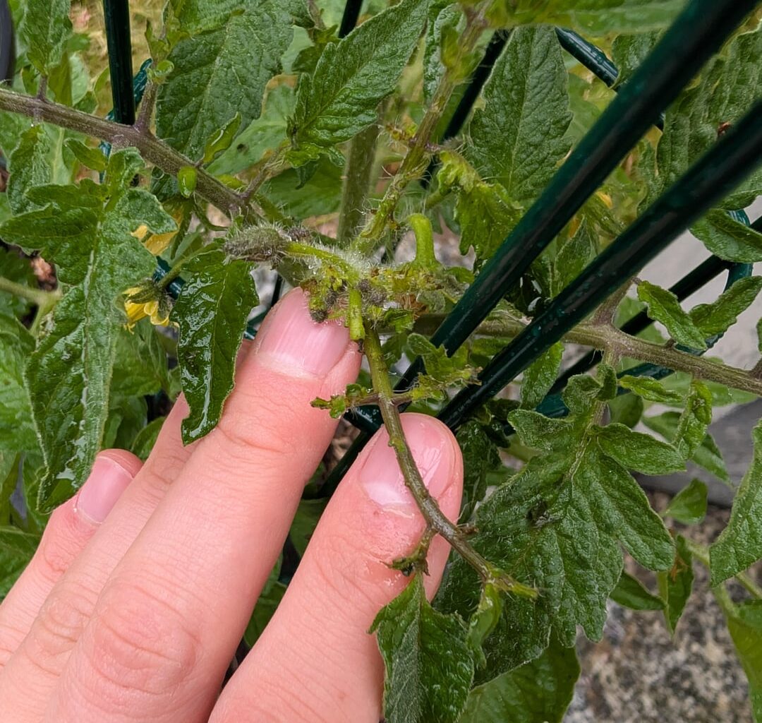 Wieso wächst diese Tomate so wucherartig?