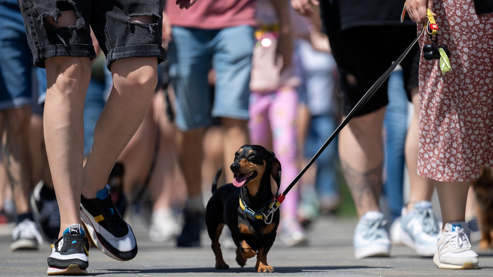 Hundreds of dachshunds chase record for Hungary's biggest single-breed dog walk