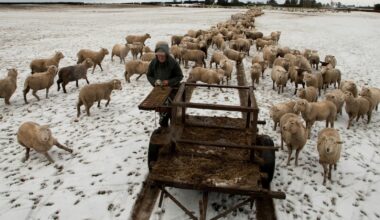 Yes, New Zealand still has more sheep than people. But humans are catching up