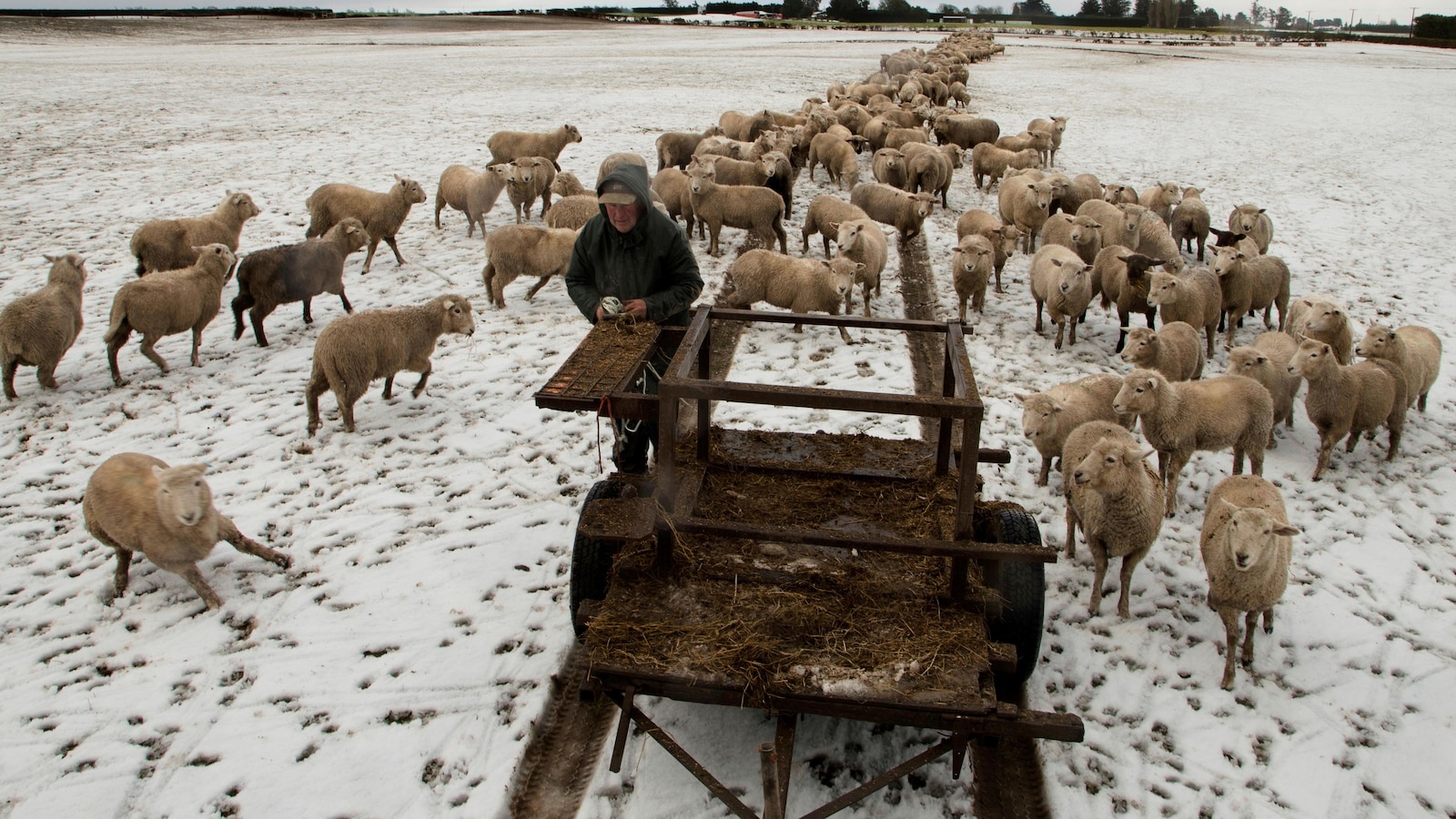 Yes, New Zealand still has more sheep than people. But humans are catching up