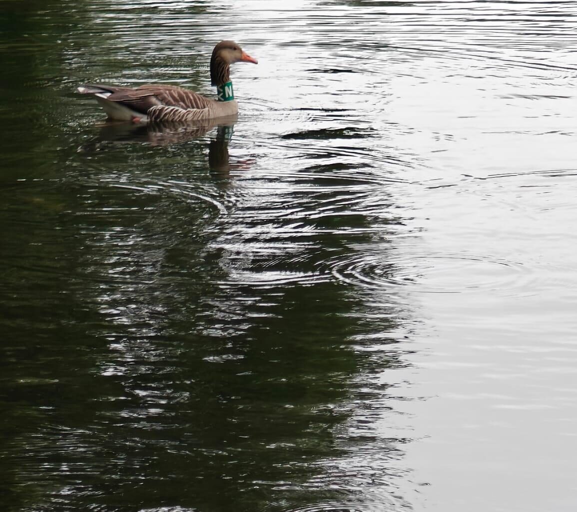 Vogelkenners, waarom heeft deze gans een ring om z'n nek?