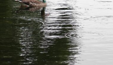 Vogelkenners, waarom heeft deze gans een ring om z'n nek?