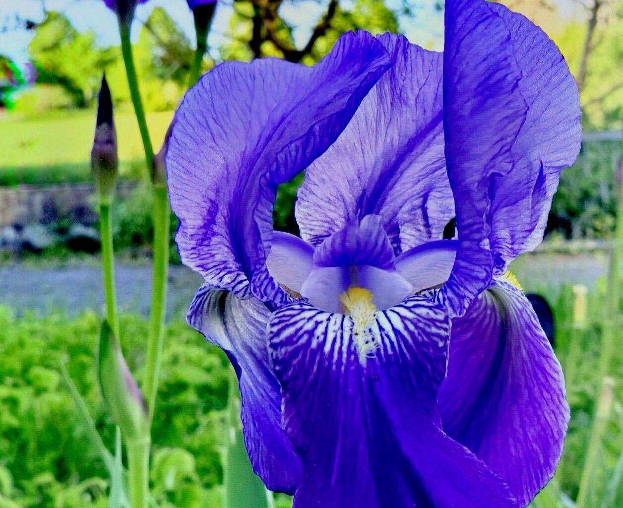 Die Deutsche Schwertlilie heute im Garten