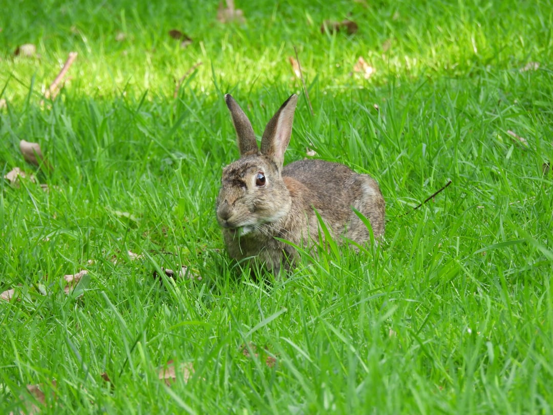 Wildkaninchen