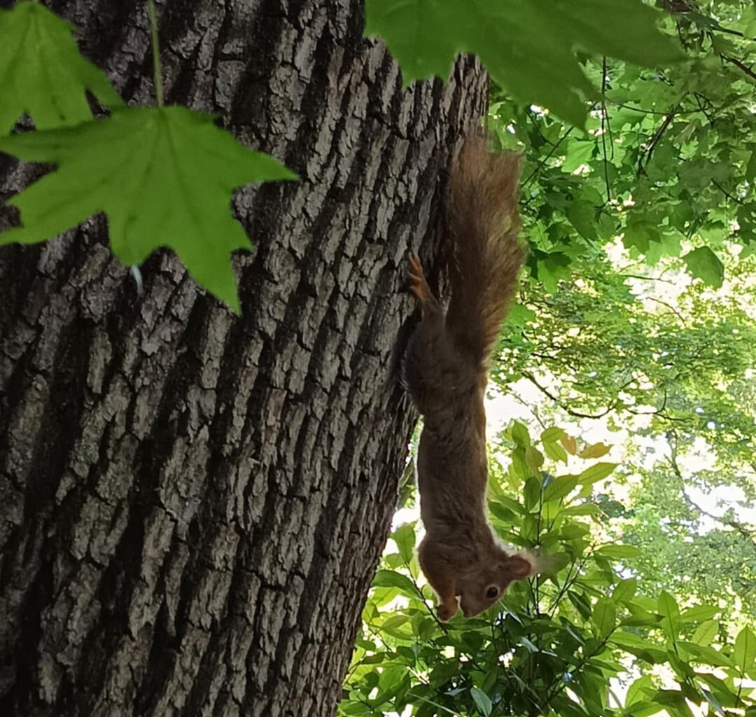 Wunderbare Eichhörnchen