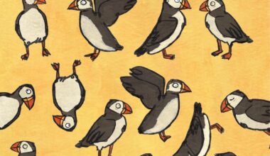 Pâl: Puffin (also spade)