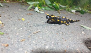 Salamander