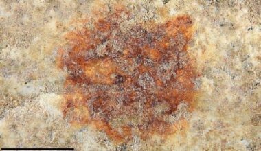 Descubierta en Segovia la huella dactilar humana más antigua del mundo