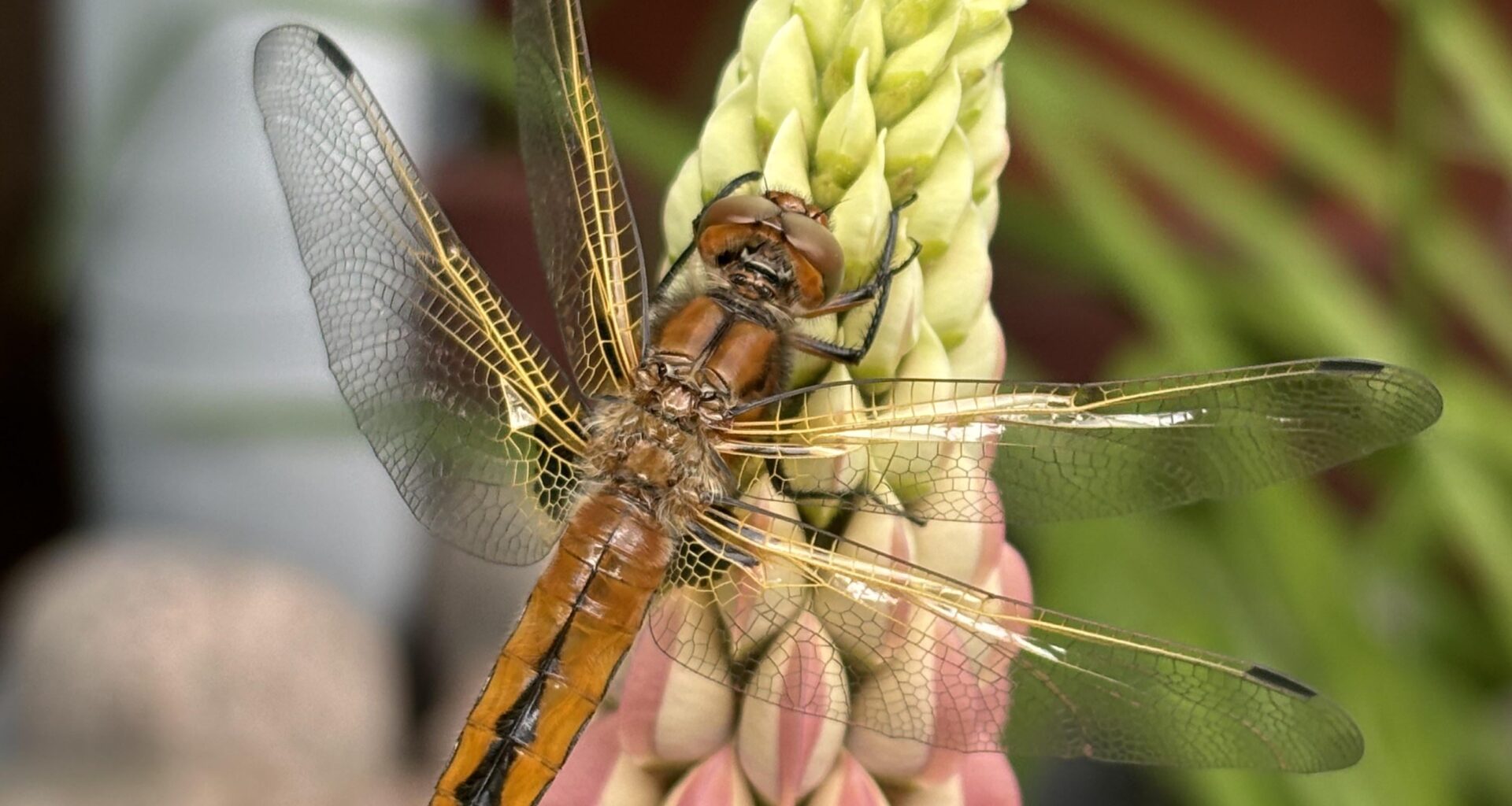 Libelle