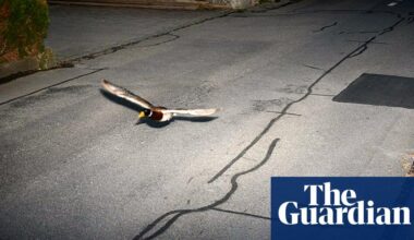 Köniz BE: Flying duck caught in speed trap believed to be repeat offender