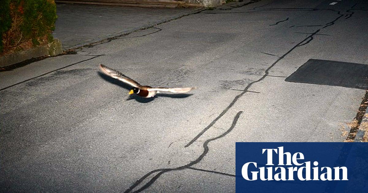 Köniz BE: Flying duck caught in speed trap believed to be repeat offender