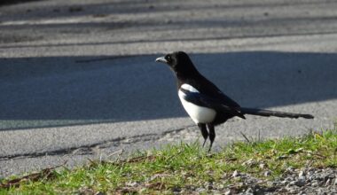 Sonnige Begegnung mit einer Elster ☀